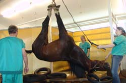 Pferd Bronchoskopie Kosten